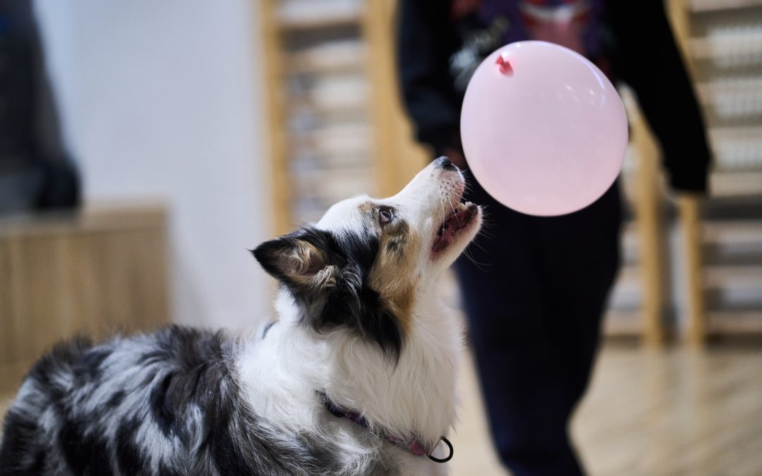 Dogoterapia w&nbsp;naszym liceum? Same plusy!